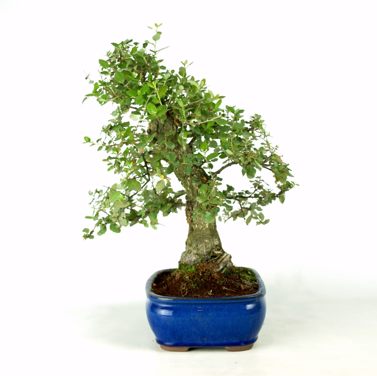 Quercus sobreiro 30 jaar potmaat 26cm blauwe pot