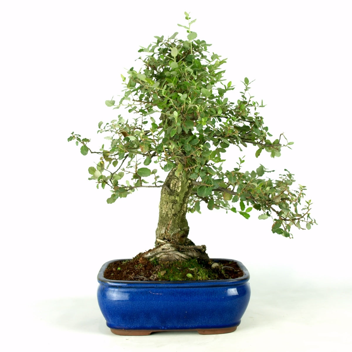 Quercus sobreiro 30 jaar potmaat 26cm blauwe pot