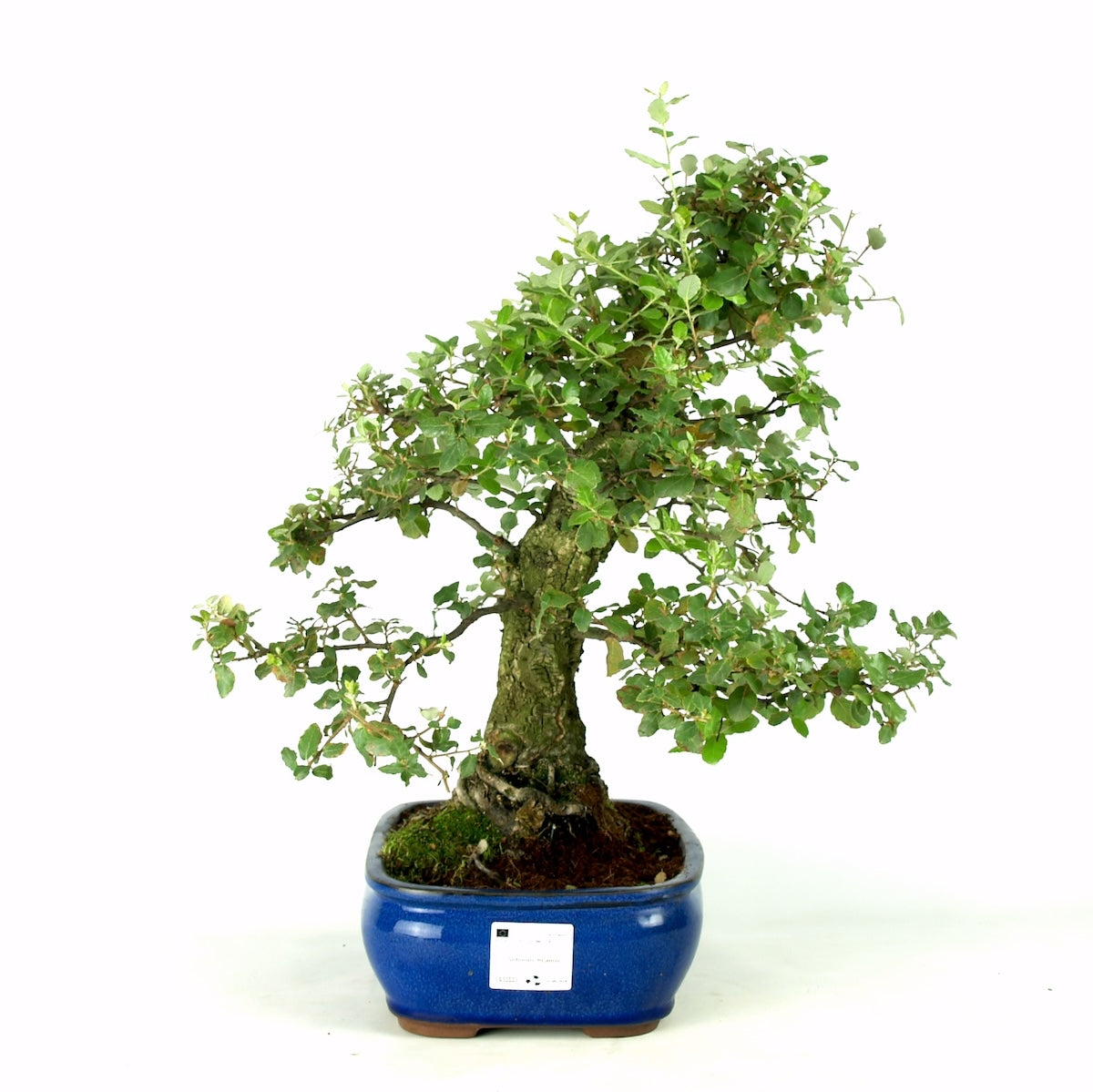 Quercus sobreiro 30 jaar potmaat 26cm blauwe pot