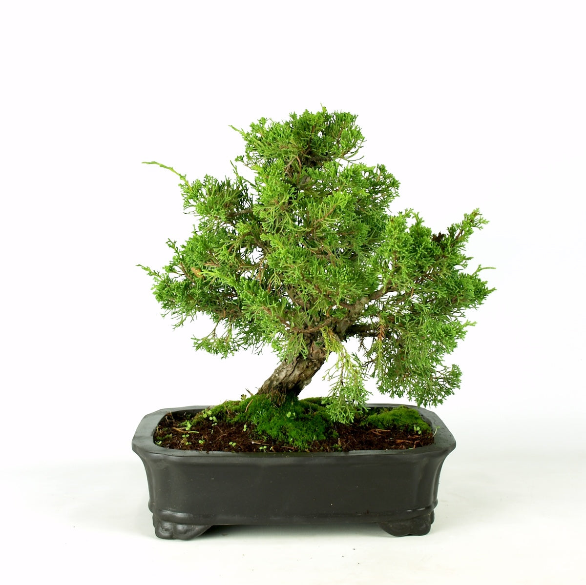 Juniperus Itoigawa, 23 jaar potmaat: 30cm donker grijze pot