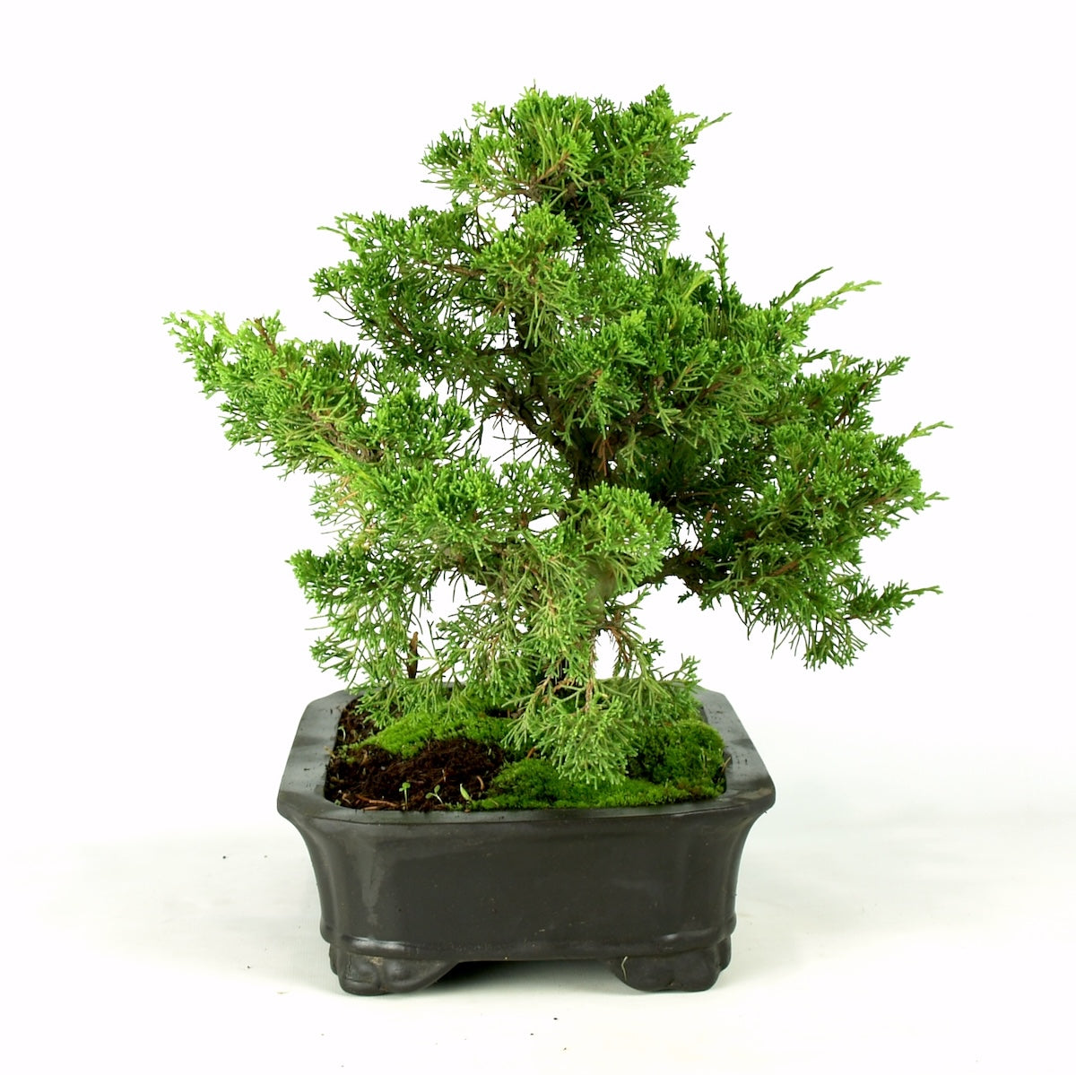 Juniperus Itoigawa, 23 jaar potmaat: 30cm donker grijze pot