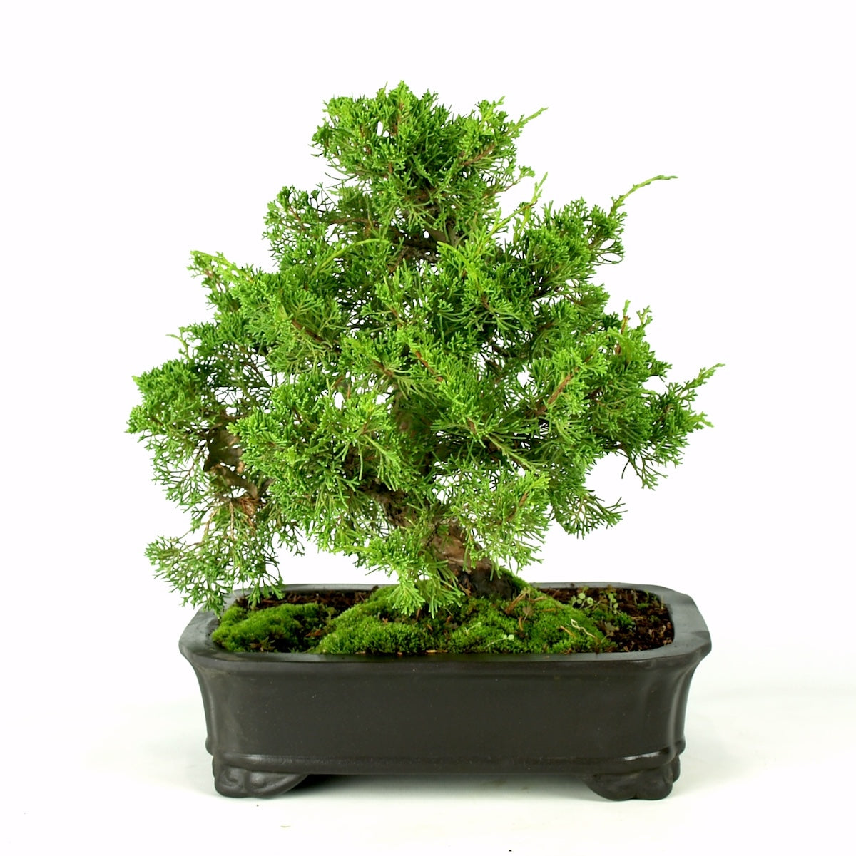 Juniperus Itoigawa, 23 jaar potmaat: 30cm donker grijze pot