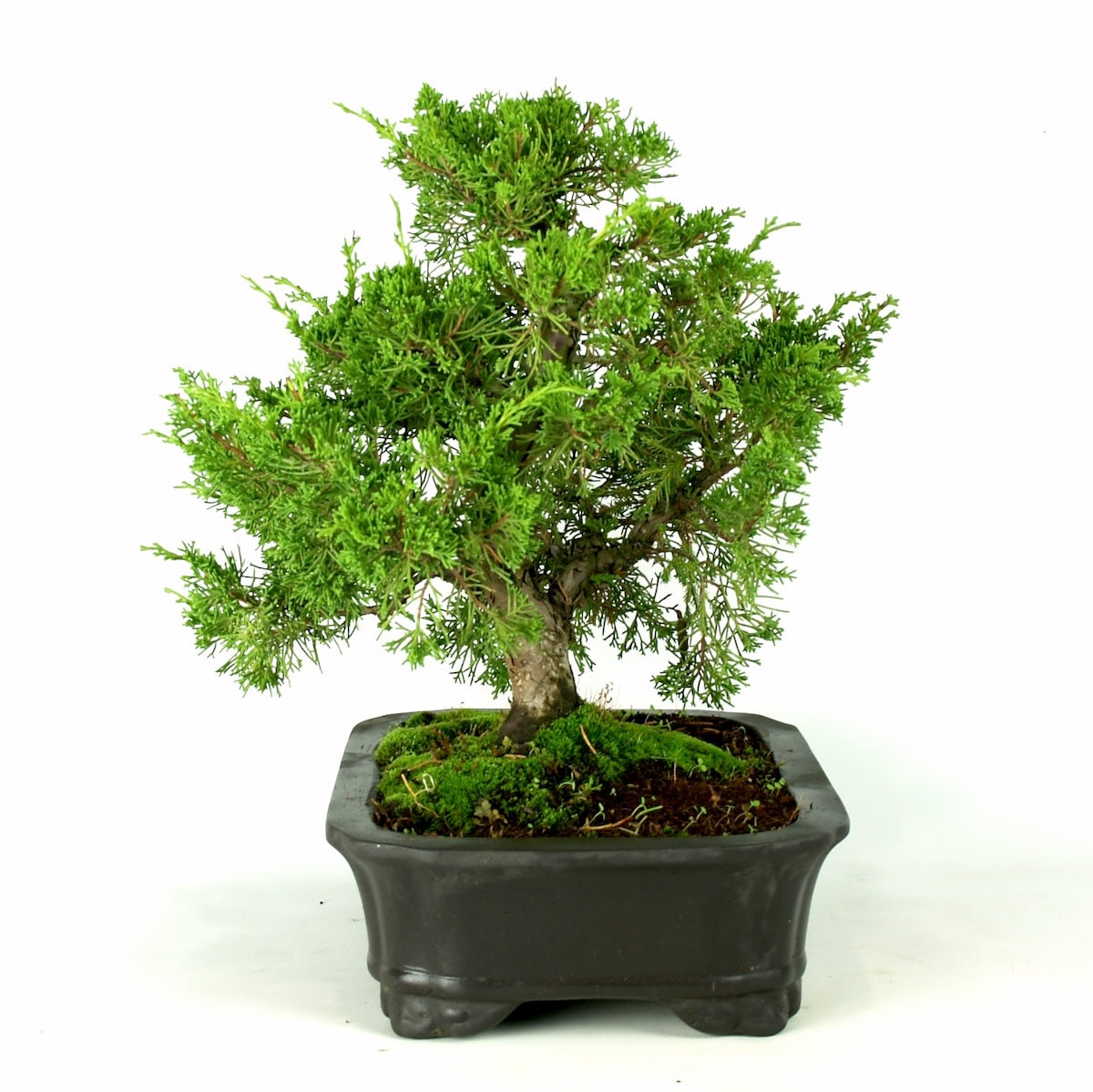 Juniperus Itoigawa, 23 jaar potmaat: 30cm donker grijze pot