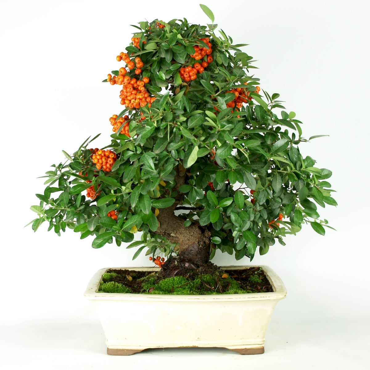 Pyracantha 23 jaar, potmaat 32 creme pot