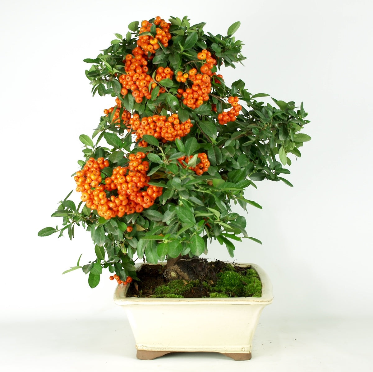 Pyracantha 23 jaar, potmaat 32 creme pot