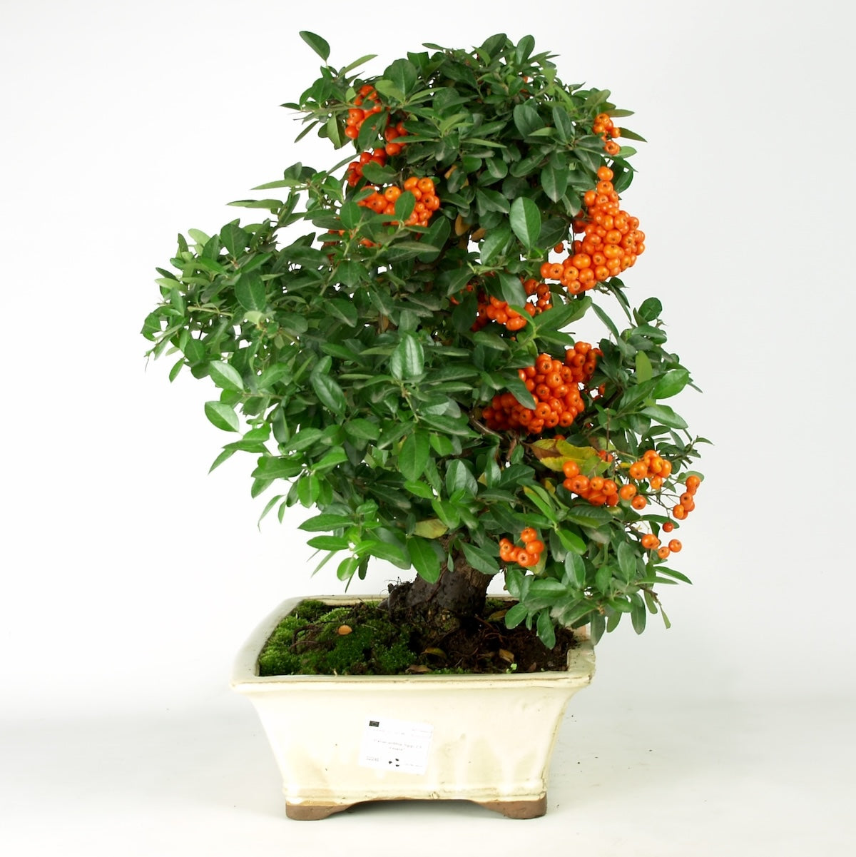 Pyracantha 23 jaar, potmaat 32 creme pot