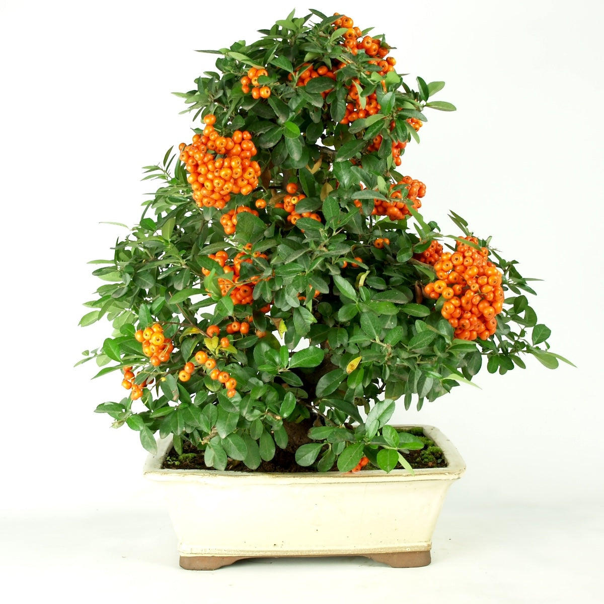 Pyracantha 23 jaar, potmaat 32 creme pot