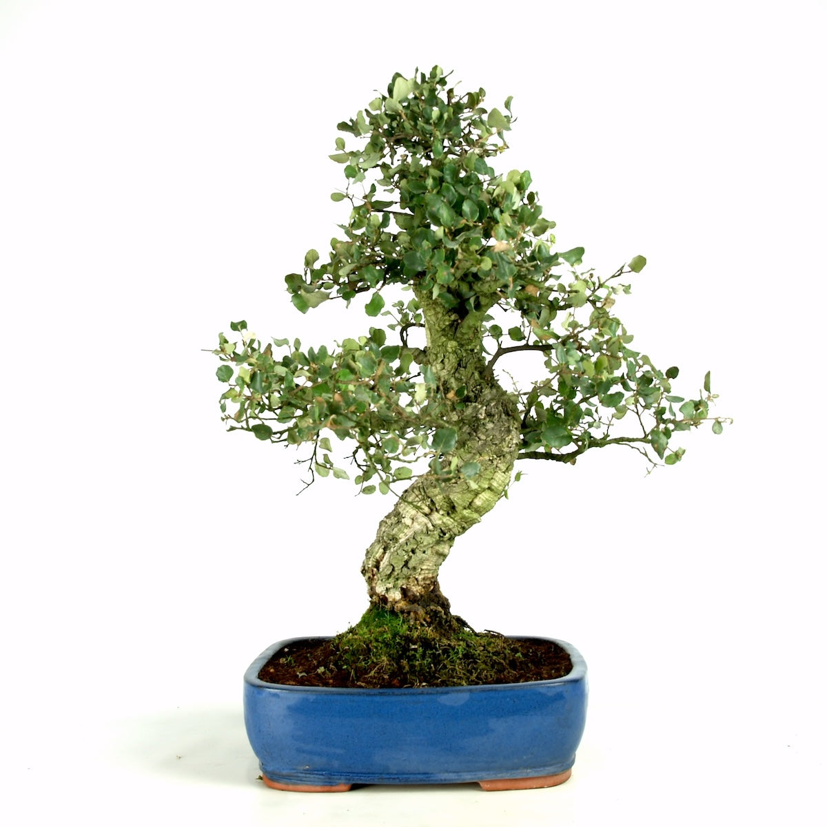 Quercus Suber, kurkeik, 37 jaar, potmaat 31 cm, hoogte 66 cm