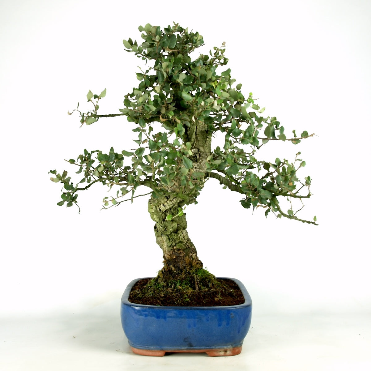 Quercus Suber, kurkeik, 37 jaar, potmaat 31 cm, hoogte 66 cm