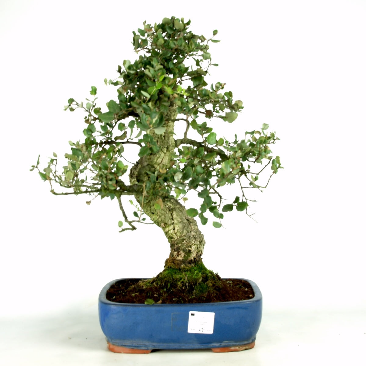 Quercus Suber, kurkeik, 37 jaar, potmaat 31 cm, hoogte 66 cm