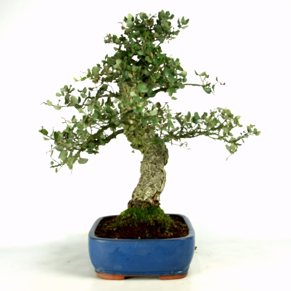 Quercus Suber, kurkeik, 37 jaar, potmaat 31 cm, hoogte 66 cm