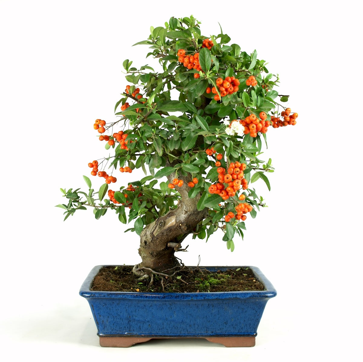 Pyracantha 29 jaar blauwe pot maat 37cm