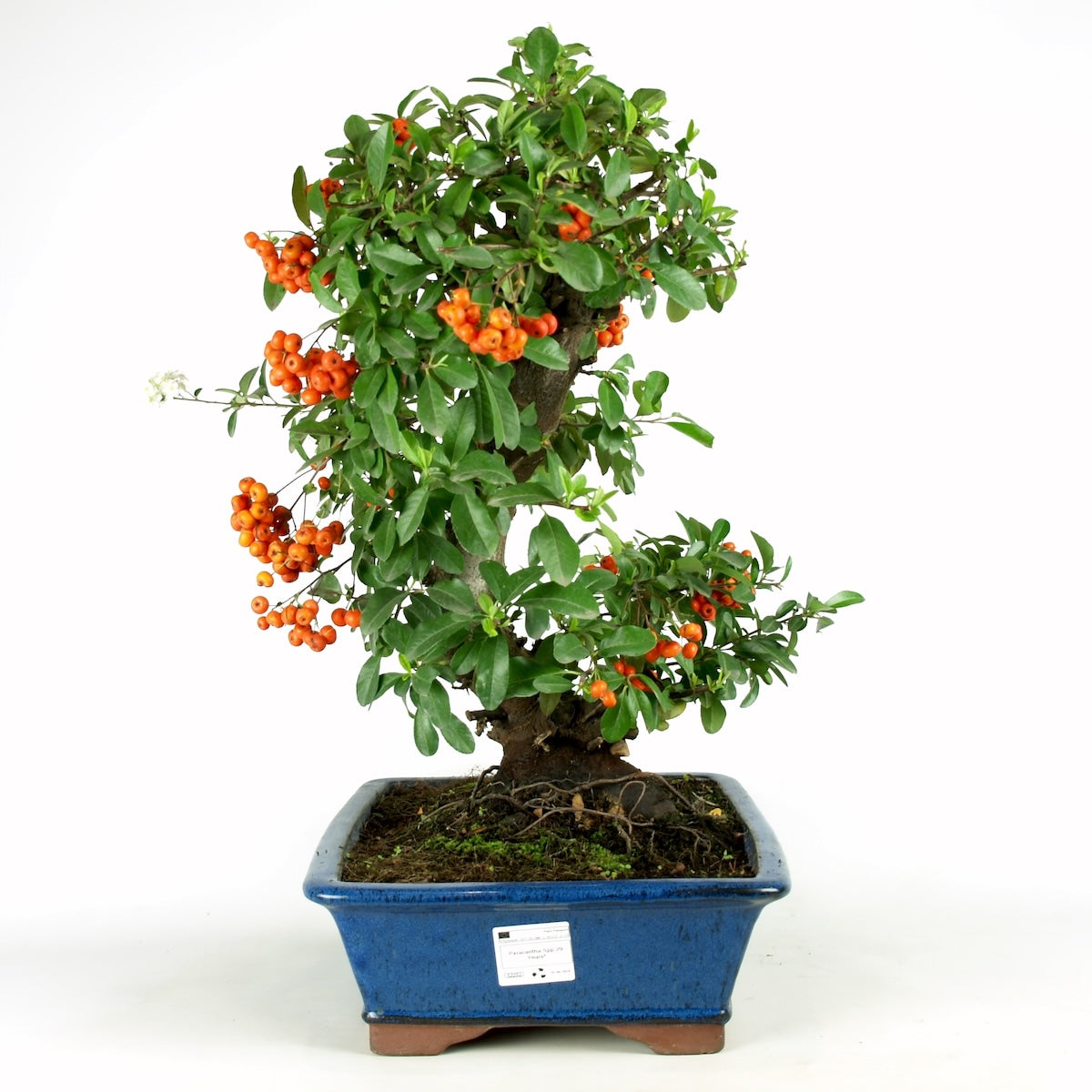 Pyracantha 29 jaar blauwe pot maat 37cm