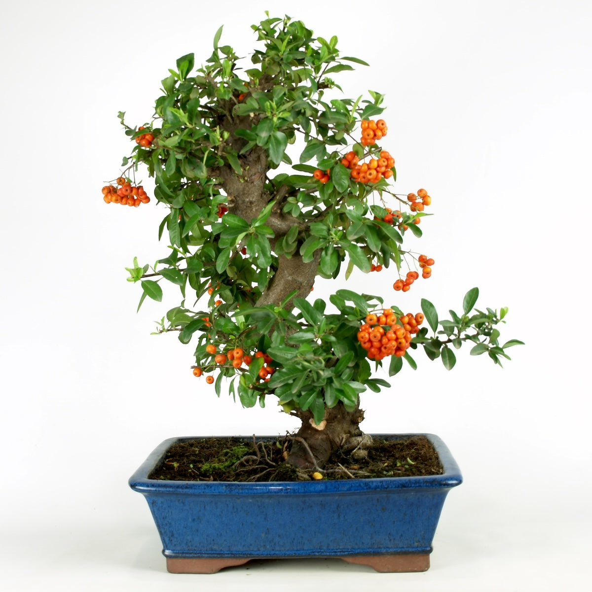 Pyracantha 29 jaar blauwe pot maat 37cm