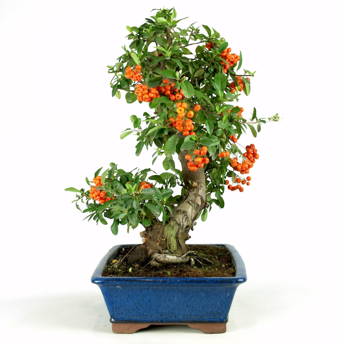 Pyracantha 29 jaar blauwe pot maat 37cm