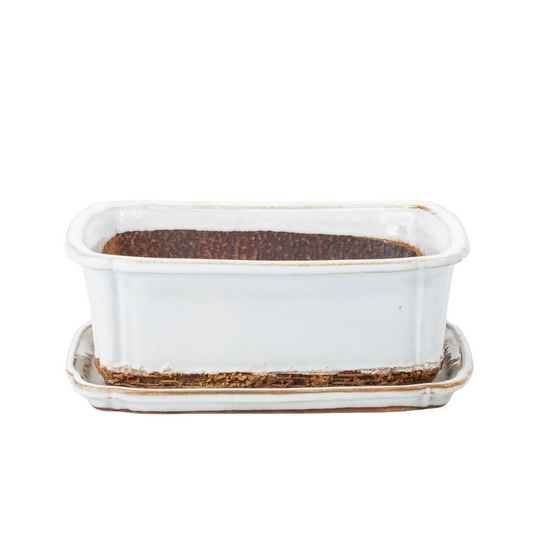 Bonsaischale weiß rechteckig 17,5 cm - Set