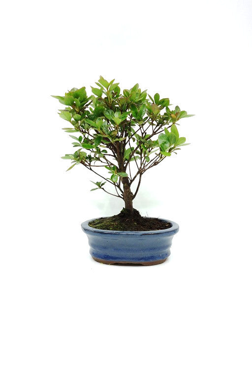 Rhododendron bonsaï d'extérieur, pot ovale bleu de 16 cm, hauteur ~27 cm