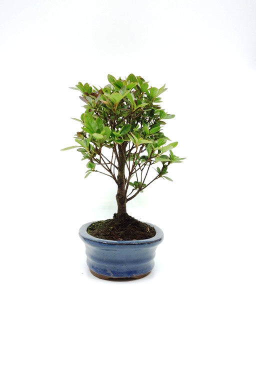 Rhododendron bonsaï d'extérieur, pot ovale bleu de 16 cm, hauteur ~27 cm
