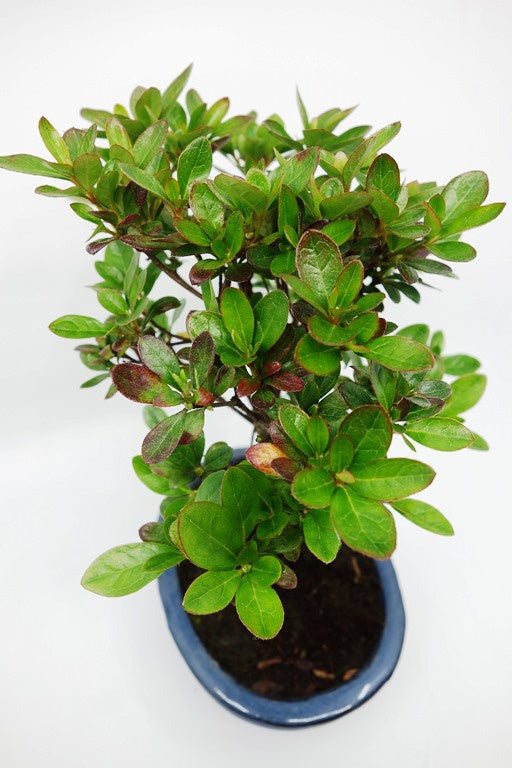 Rhododendron bonsaï d'extérieur, pot ovale bleu de 16 cm, hauteur ~27 cm