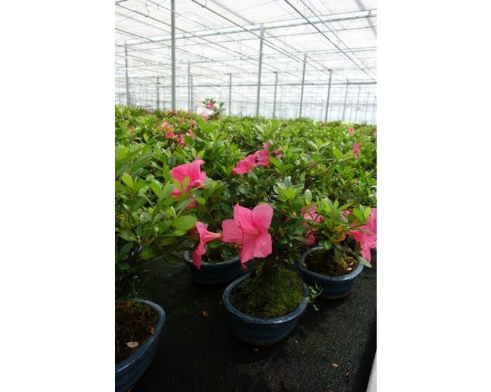 Rhododendron bonsaï d'extérieur, pot ovale bleu de 16 cm, hauteur ~27 cm