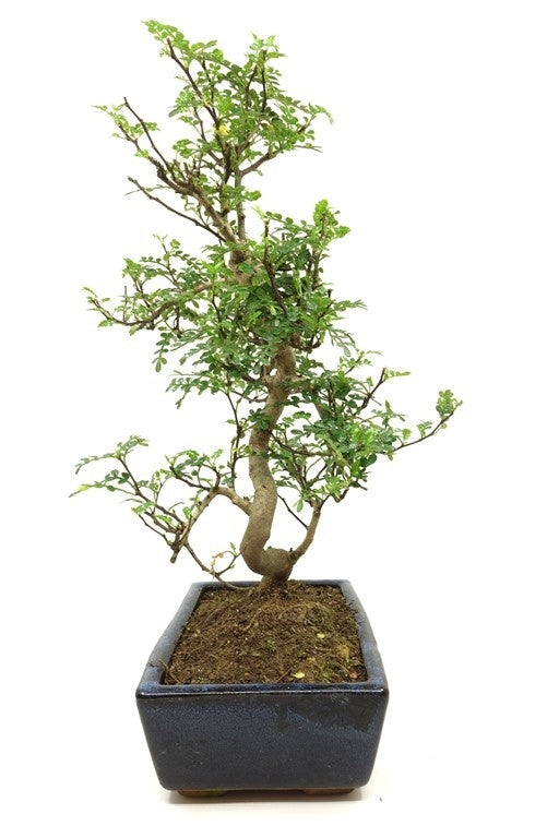 Binnen Bonsai Zanthoxylum piperitium shape blauwe rechthoekige pot 25cm, hoogte ~ 48cm
