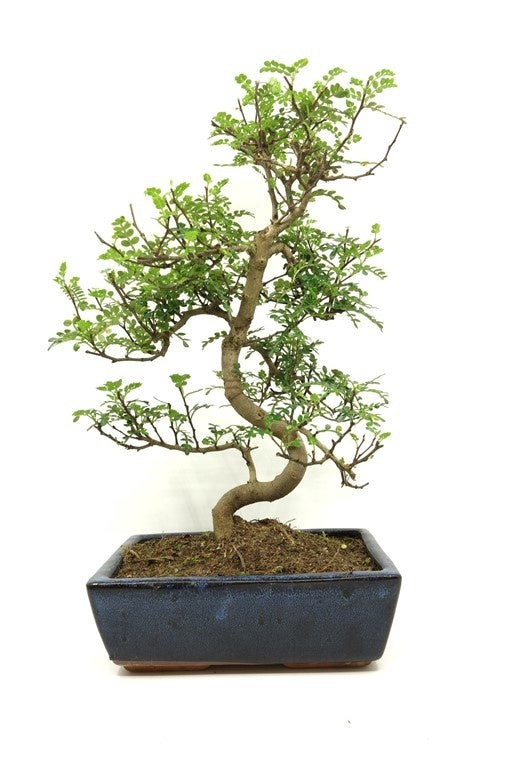Binnen Bonsai Zanthoxylum piperitium shape blauwe rechthoekige pot 25cm, hoogte ~ 48cm