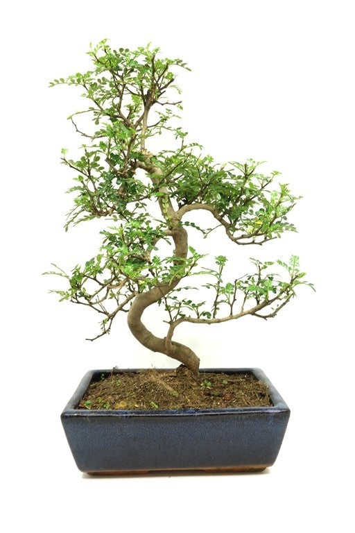 Binnen Bonsai Zanthoxylum piperitium shape blauwe rechthoekige pot 25cm, hoogte ~ 48cm