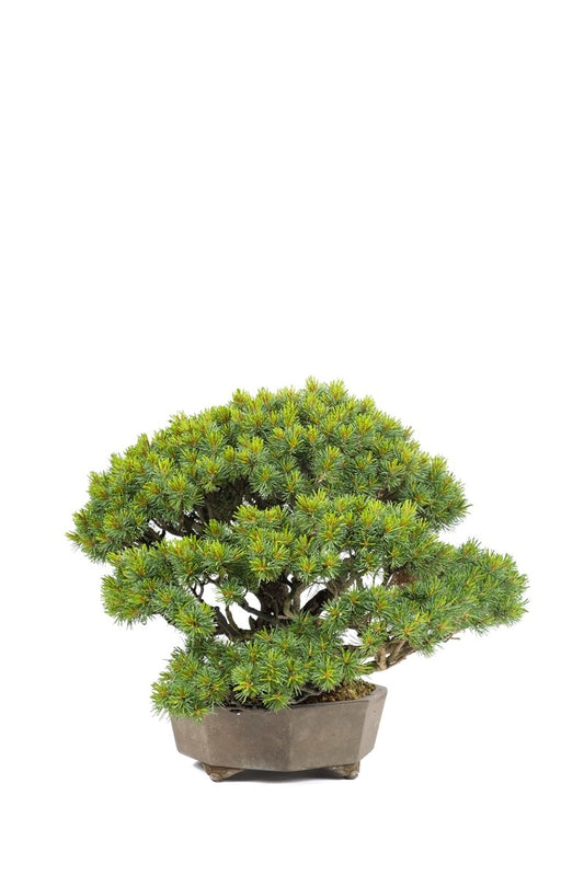Buiten Bonsai Pinus parviflora ongeglazuurde achthoek pot 29cm, hoogte ~45cm