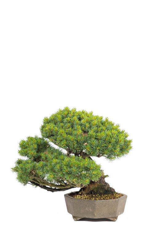 Bonsaï d'extérieur Pinus parviflora en pot octogonal non émaillé de 29 cm, hauteur ~45 cm