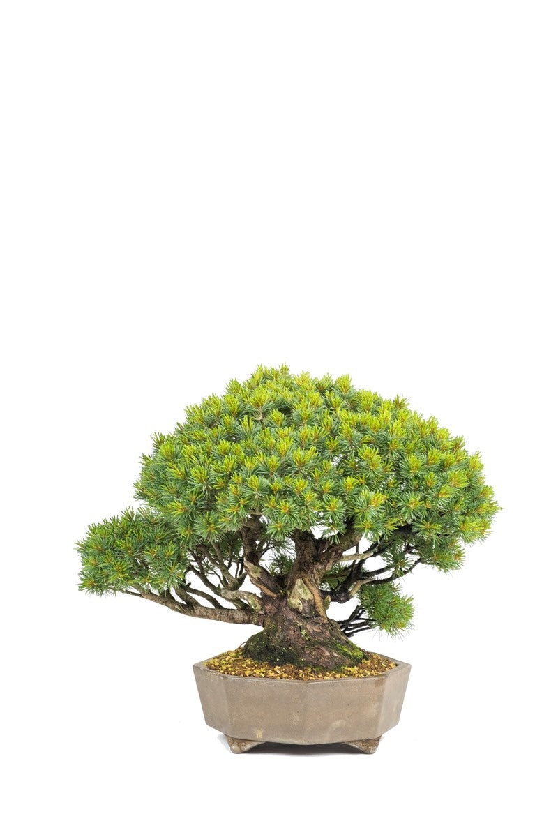 Bonsaï d'extérieur Pinus parviflora en pot octogonal non émaillé de 29 cm, hauteur ~45 cm