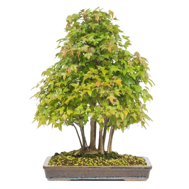 Bonsaï d'extérieur Acer buergerianum, pot rectangulaire non émaillé de 32 cm, hauteur ~50 cm