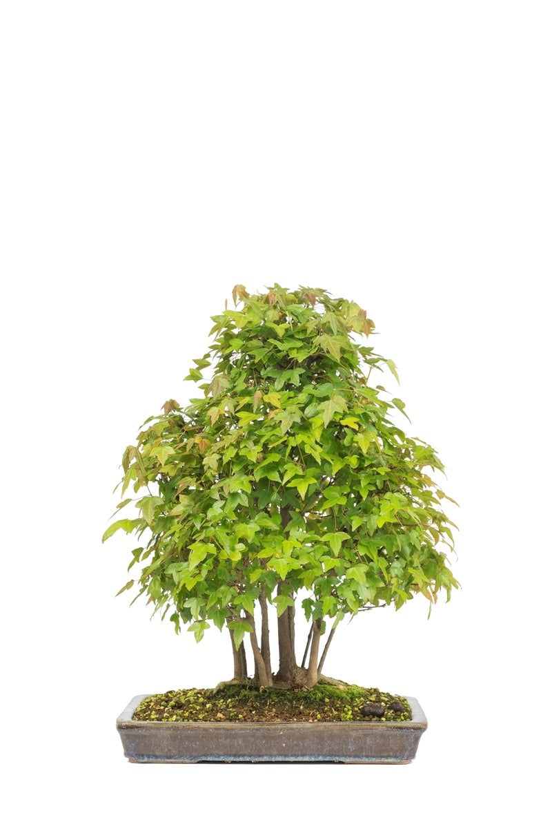 Bonsaï d'extérieur Acer buergerianum, pot rectangulaire non émaillé de 32 cm, hauteur ~50 cm