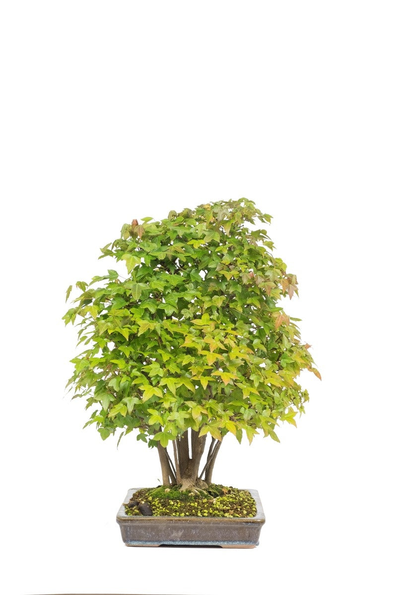 Bonsaï d'extérieur Acer buergerianum, pot rectangulaire non émaillé de 32 cm, hauteur ~50 cm