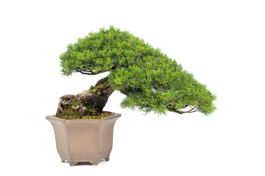 Buiten Bonsai Pinus parviflora semi-cascade ongeglazuurde pot 26cm, hoogte ~48cm
