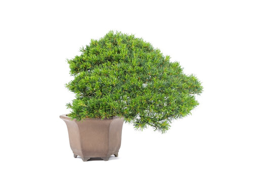 Buiten Bonsai Pinus parviflora semi-cascade ongeglazuurde pot 26cm, hoogte ~48cm