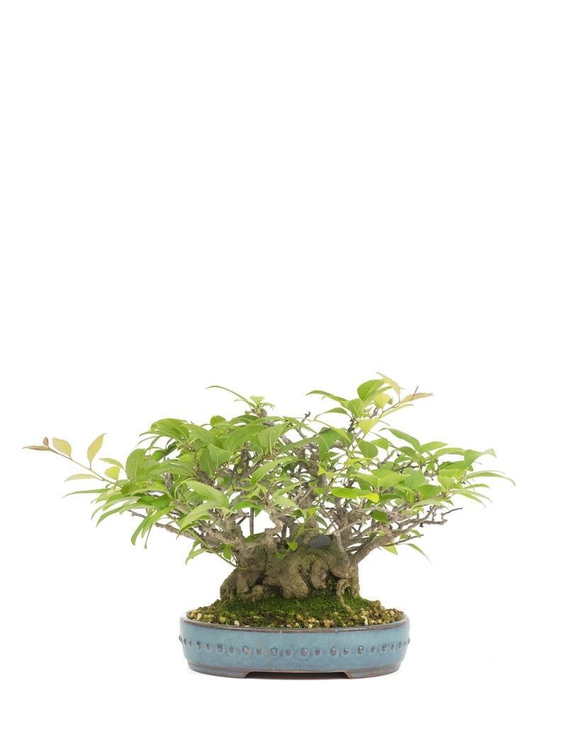 Bonsaï Shohin d'extérieur Ilex serrata 'Umemodoki', pot ovale vert de 18 cm, hauteur ~21 cm