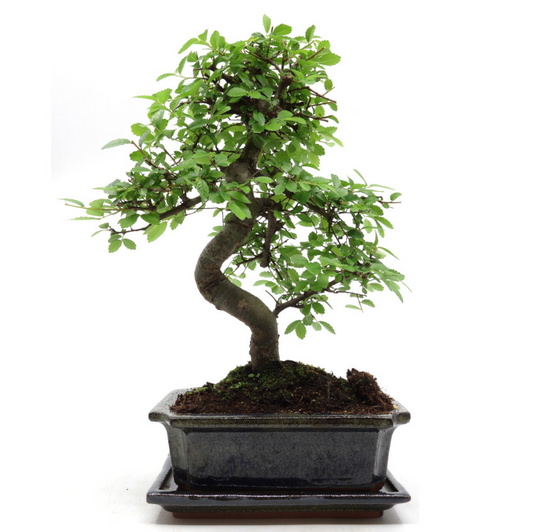 Zelkova Bonsai in green pot 20cm, height ~35cm