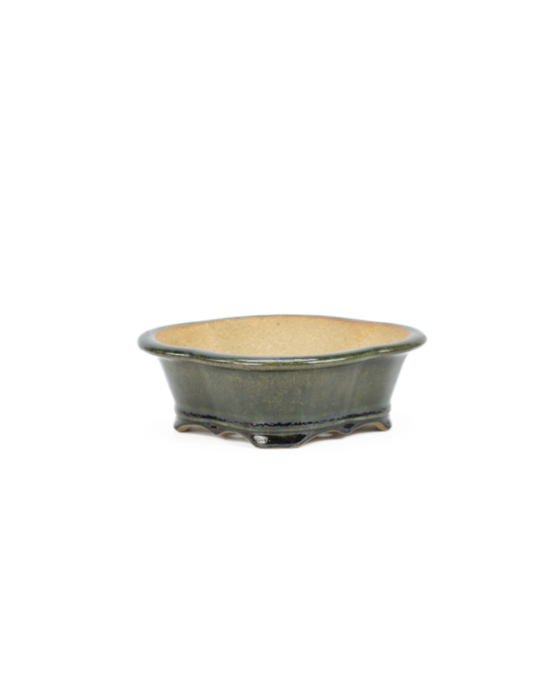 Bonsai pot chrysanten groen zwart 21cm