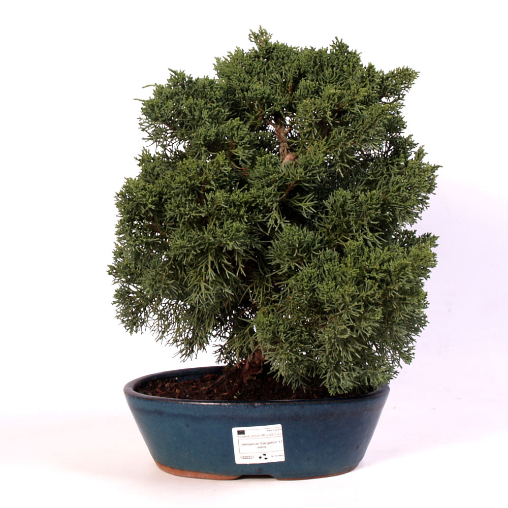 Juniperus Sargentii potmaat 26cm , hoogte 40cm