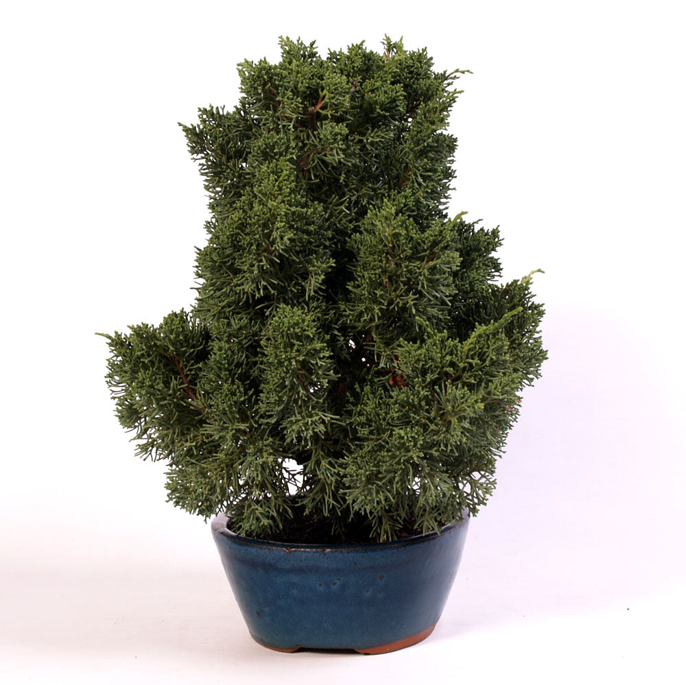 Juniperus Sargentii potmaat 26cm , hoogte 40cm