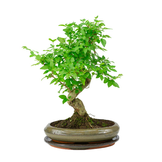 Ligustrum sinensis Bonsai in groene pot 24cm, hoogte ~40cm