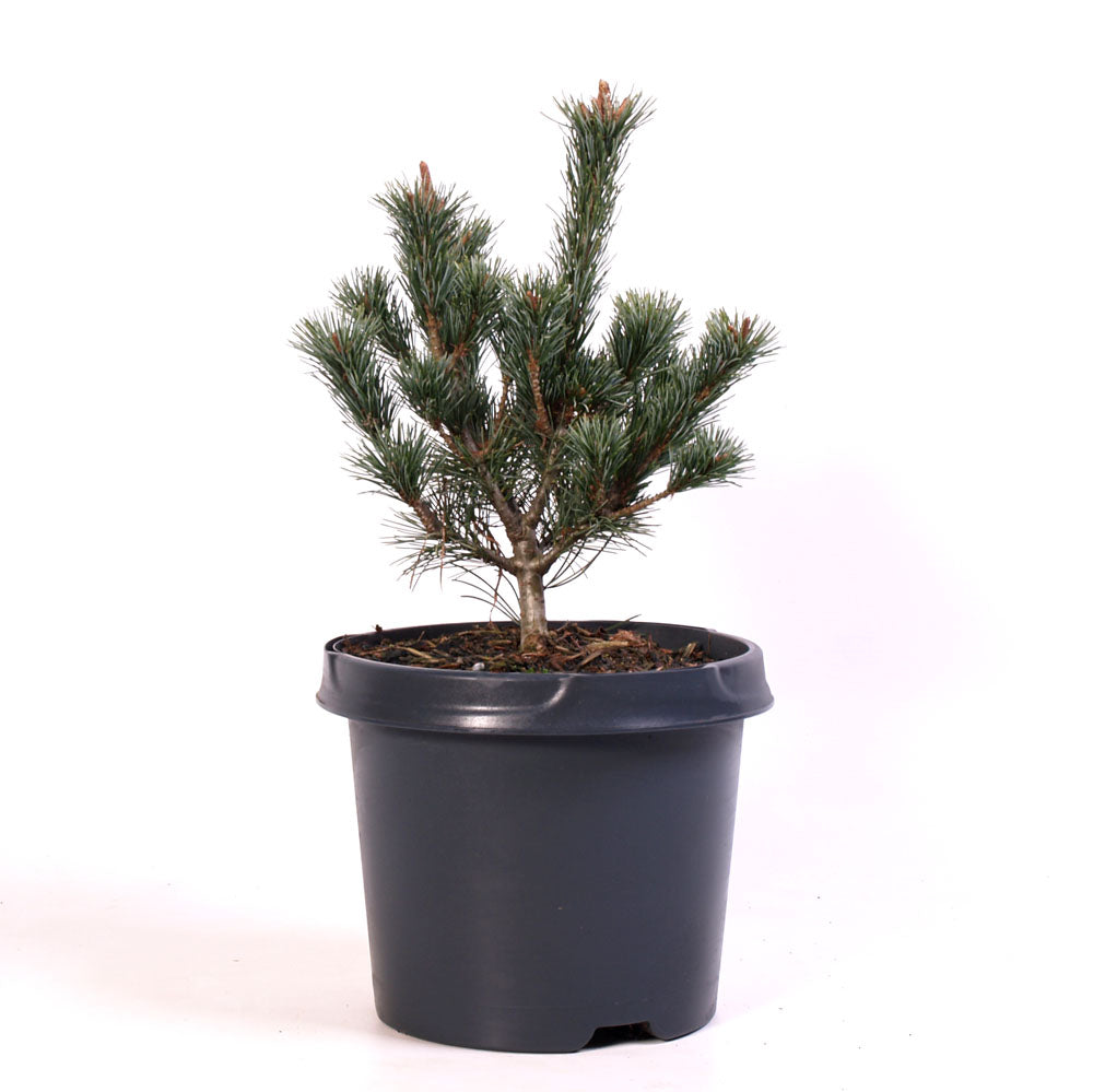 Pinus parviflora Negishi, bonsai starter, prebonsai