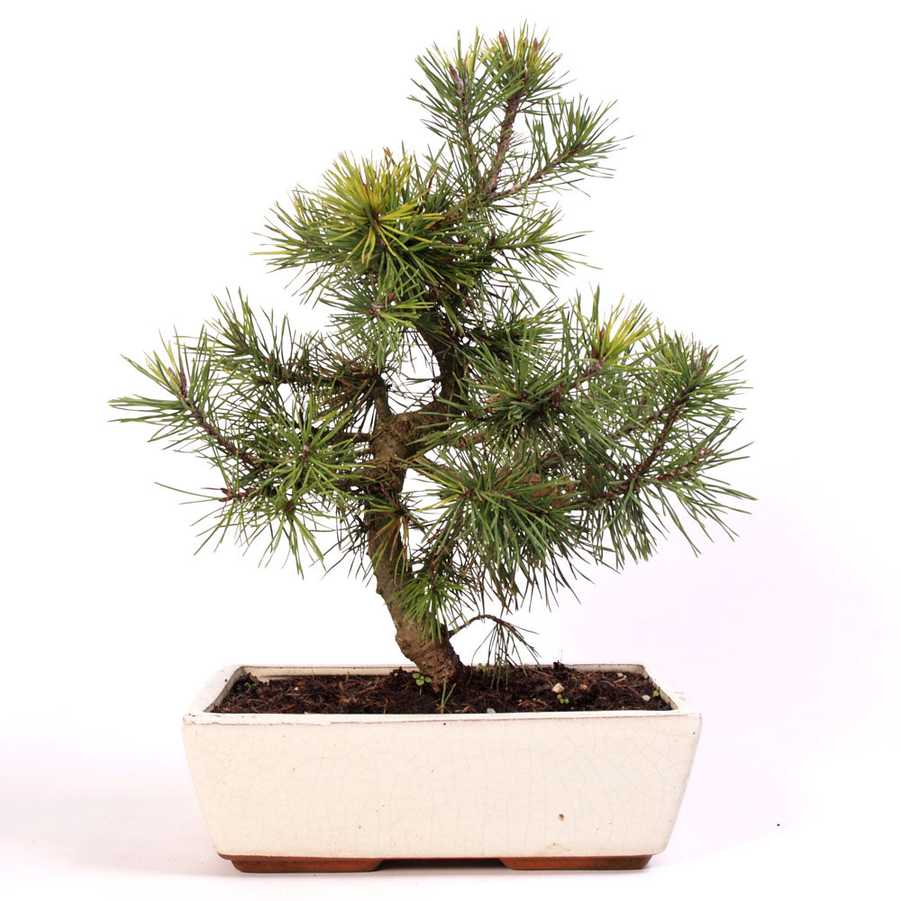 Pinus sylvetris potmaat 25cm in creme keramiek