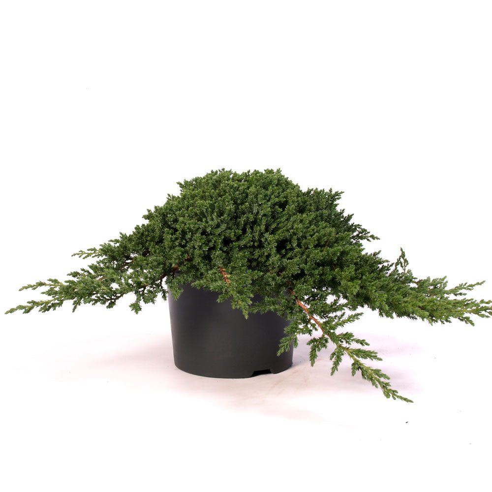 Juniperus procumbens 'Nana' bonsai starter, prebonsai