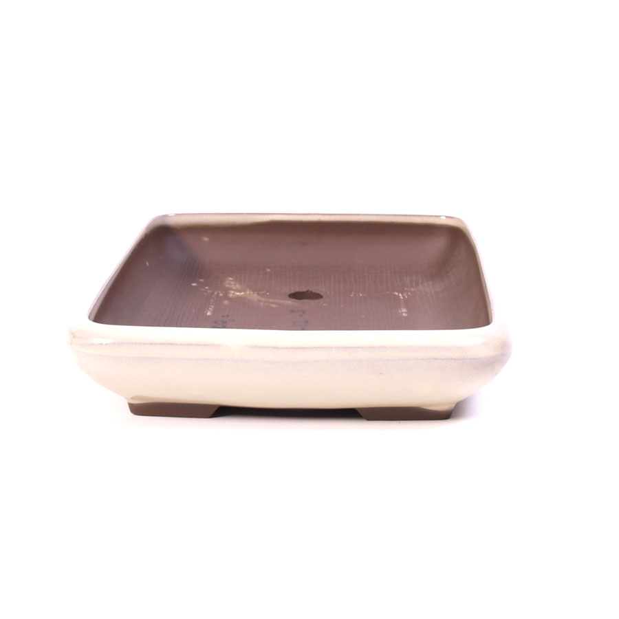 Pot à bonsaï crème rectangulaire 15,5 cm
