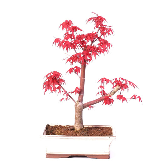 Acer Palmatum Desjoho, Outdoor, 23cm cremekleurige pot
