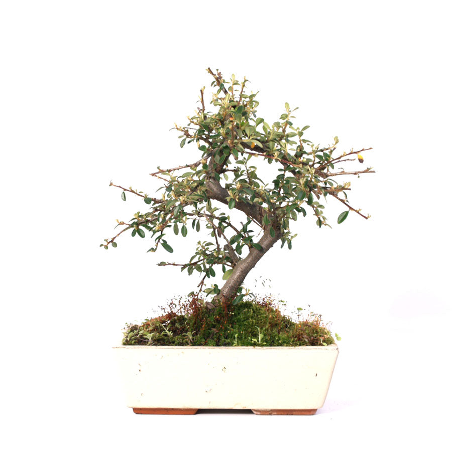 Cotoneaster, pot de 25 cm, pot crème
