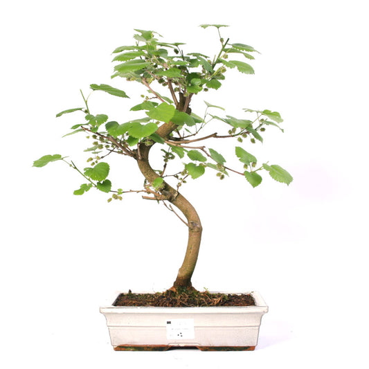 Morus, pot de 30 cm, pot crème