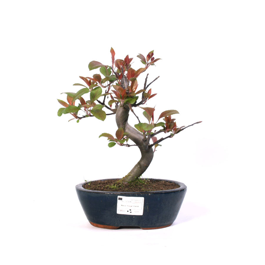 Malus Rouge, pot de 20 cm bleu