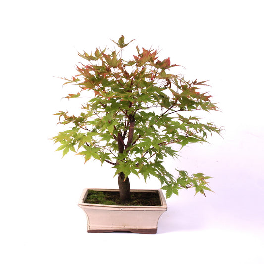 Acer Palmatum Desjoho, Outdoor, 20cm cremekleurige pot